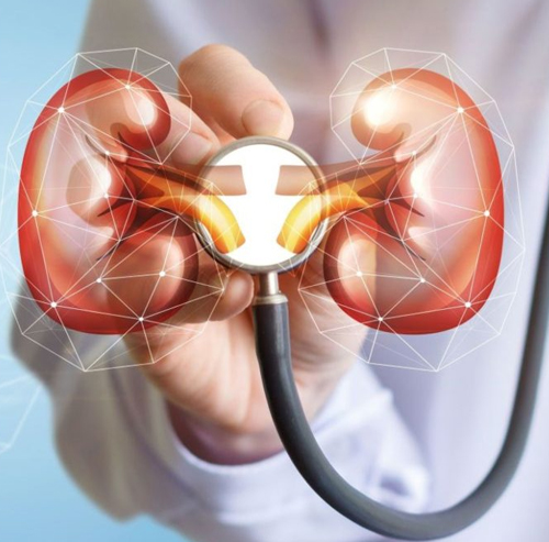 Best Kidney Doctor in Panchkula