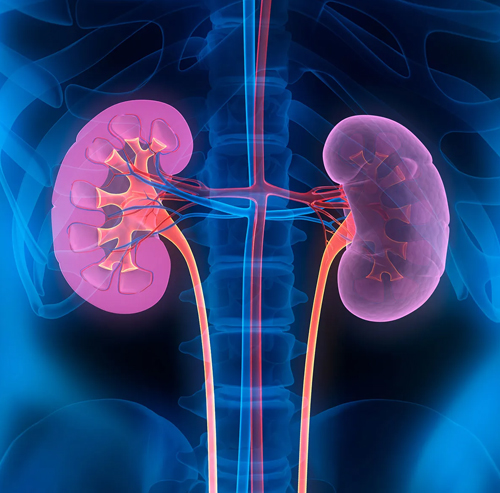 Best Kidney Specialist in Chandigarh