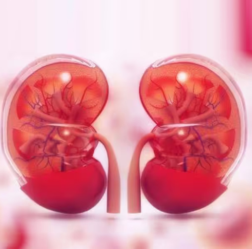 Kidney Transplant: What to Expect Before, During & After