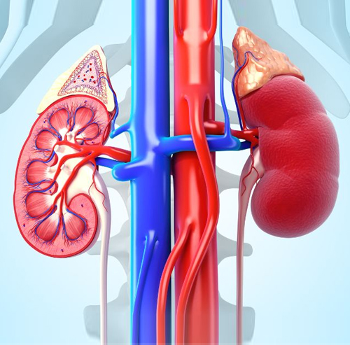 What Do Your Kidneys Do? A Simple Guide to Understanding Kidney Function